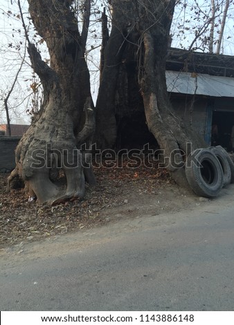 Burrow in old Tree Kashmir Valley Hollowed Tree