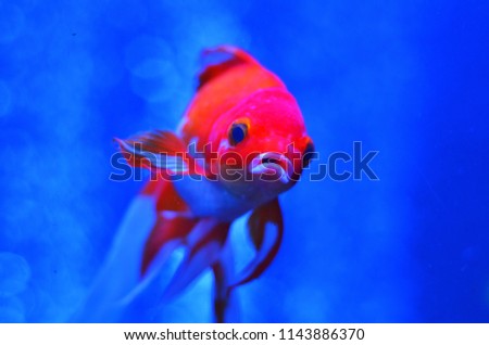 Red and white fish with an open mouth in pure blue water close-up