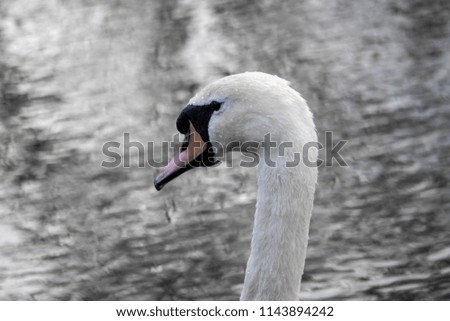 Lonely Swan on Lake