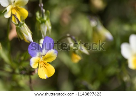 Detailed violet flower in nature in a green grass composition