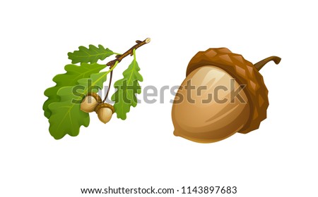 vector illustration of oak branch with leaves and acorns and acorn large separately Royalty-Free Stock Photo #1143897683