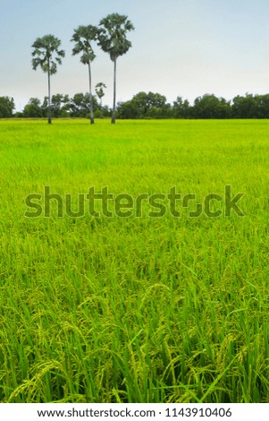 Food of asian people, Rice in the green field waiting for harvest Thailand