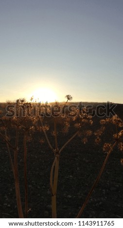 Silhouette of plants in a sunset of the month of July in the center of Spain.