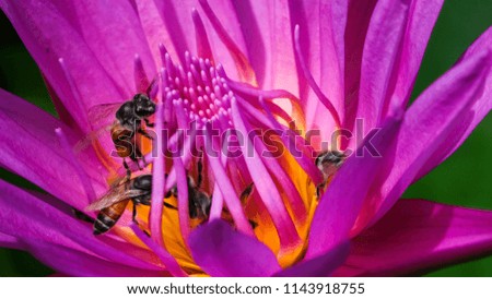 Beautiful waterlily and bee. Royalty high quality free stock image of bee and purple waterlily flower in sunshine. Bees honey on water lily flower