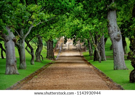 Beautiful stony alley road through tunnel of big old green oak trees at Groot Constantia, South Africa Royalty-Free Stock Photo #1143930944