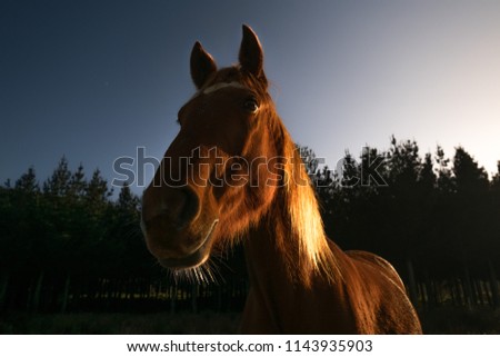 This is an image of a horse with beautiful light from setting sun. The light and shadow produced a very dimensional look.  Horses are the most majestic and gentle animal on earth.