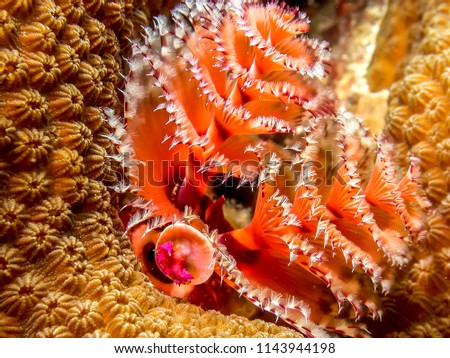 Coral reef in Carbiiean Sea Christmas tree worm