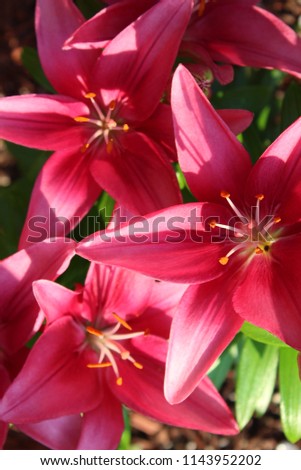 Pretty lilies in the warm color of pink in backyard garden.