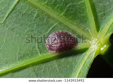 Macro Photography of Scale Insect - Coccidae on Green Leaf 