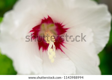 Hibiscus flower with bumblebee