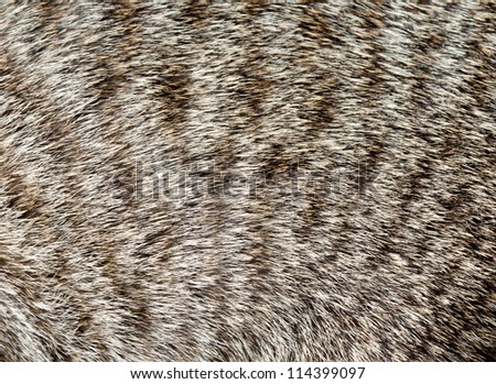 animal wool texture