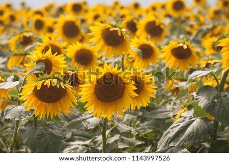 colorful sunflower field