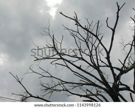 Dead Tree without Leaves or Dead Tree or old branches of trees  without Leaves  from bottom view and  sky view (photo and background )