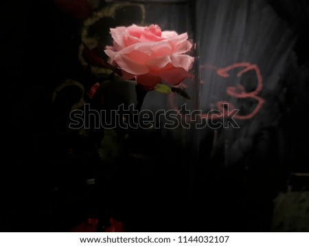 A flower, a plant is a red pink rose, on a dark, black background. Art work romantic.
