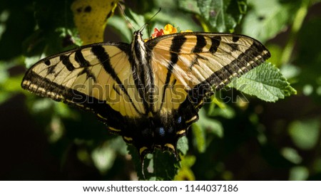 Closeup of butterfly with small flowers