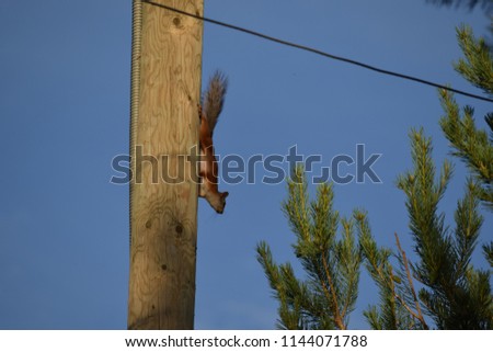Squirrel on the pole.