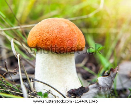 A small beautiful Orange Birch Bolete (Leccinum versipelle) mushroom in forest
