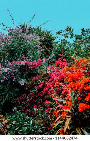 Tropical flowers mix Canary island. Garden lover fashion concept