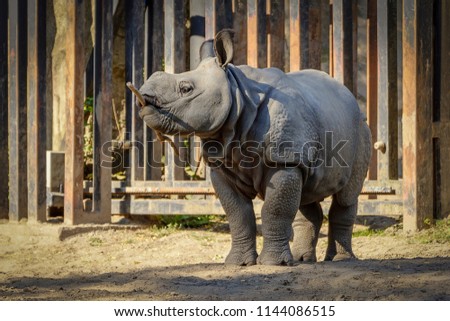 Puppy Rhinoceros Play with Tree
