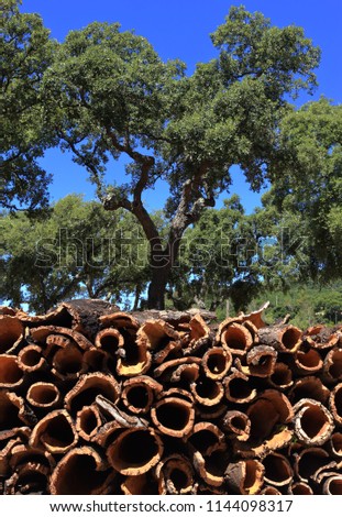 Portugal, Alentejo region. Cork oak bark drying in the sunshine (unprocessed cork) Cork oaks in background - Quercus Suber.