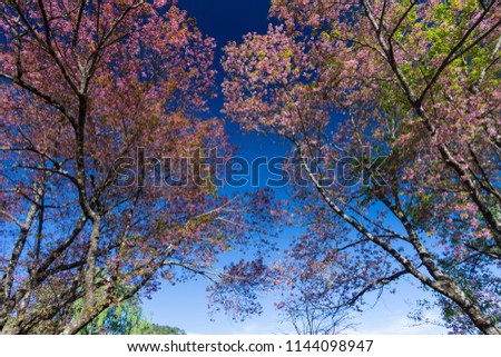 Pink sakura bloom with blue sky.