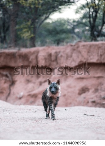 Brown hyena in Namibia
