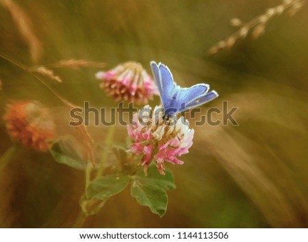 butterfly on the clover flower