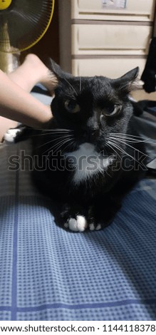 take photo black cat 