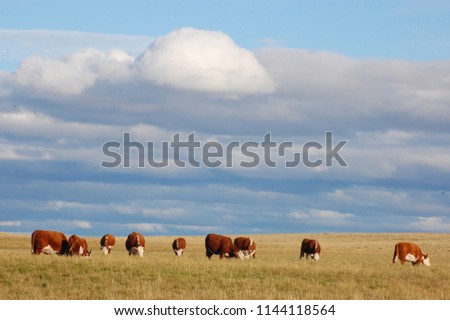 Farming Ranch Angus and Hereford Cattle Royalty-Free Stock Photo #1144118564