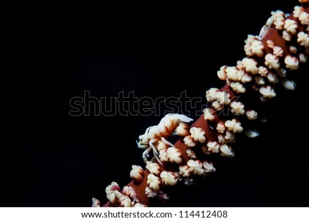 shrimp on coral