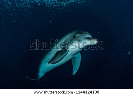 One Dolphin swimming with divers in the Red Sea, Eilat Israel a.e