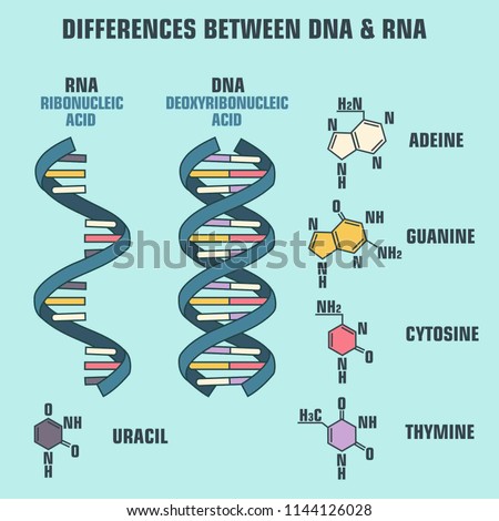 Vector scientific icon spiral of DNA and RNA. An illustration of the differences in the structure of the DNA and RNA molecules. Royalty-Free Stock Photo #1144126028