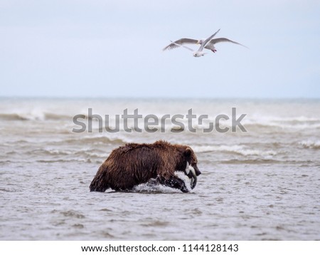 Coastal brown bear, or
 Grizzly Bear (Ursus Arctos) with a silver salmon or coho salmon (Oncorhynchus kisutch) it has caught. Cook Inlet.  South Central Alaska. United States of America (USA).