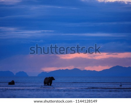Coastal brown bear, also known as Grizzly Bear (Ursus Arctos) female and cub. Cook Inlet. South Central Alaska. United States of America (USA).