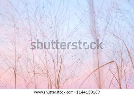 Partially Cloudy Pastel Pink and Purple Dusk Light with Blue Sky over Wild Grasses