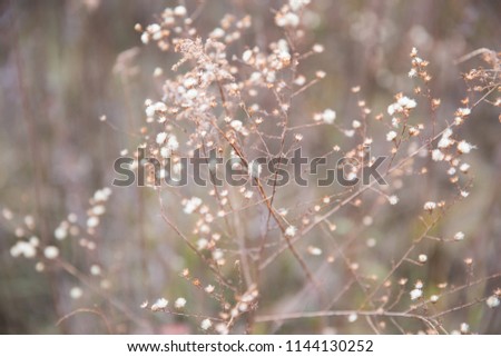 Dried Wild Flowers in Country Fields In Pastel Winter Natural Light