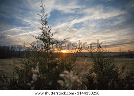 Pine Tree and Dried Wild Grass in Country Fields with Winter Sunset in Blurred Foreground