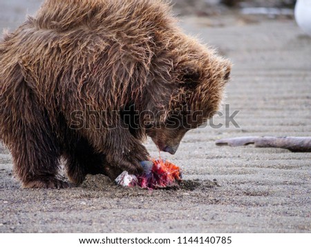 Coastal brown bear, also known as Grizzly Bear (Ursus Arctos) cub feeding on a silver salmon or coho salmon (Oncorhynchus kisutch). South Central Alaska. United States of America (USA).