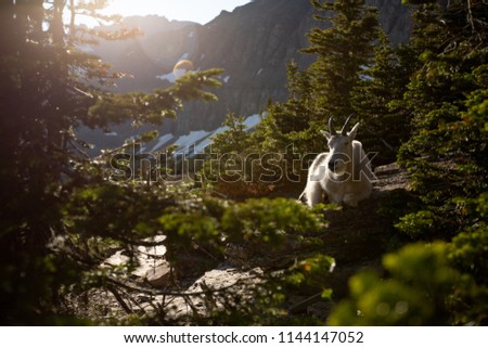 This is the picture of a mountain goat at Glacier National Park, Montana.