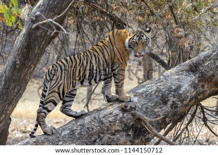 Bengala tiger climbing on a branch