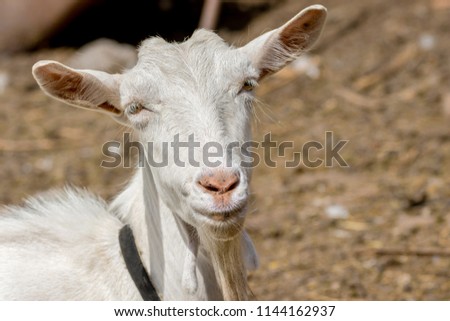image of a pet a white goat without horns