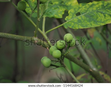 Green Pea Eggplant