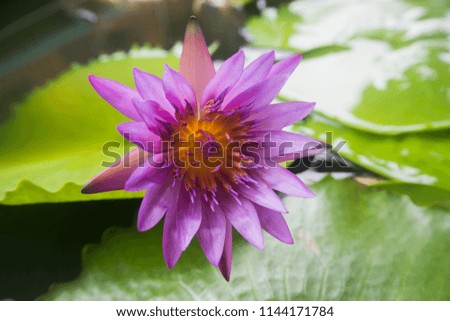 Purple lotus in the lotus pond. Very beautiful. 