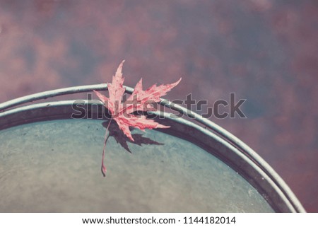 Beautiful red maple leaf on the edge of a tin bucket with water on autumn background. Space for text, top view. Autumn calm and melancholy. Symbol of Canada day (July 1st).