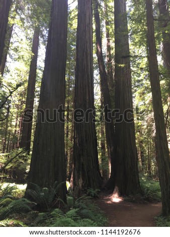 Picture of Redwoods in Humbolt county California