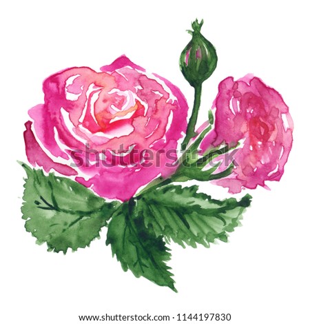 Watercolor pink red rose flower bud green leaf plant hand drawn clip art isolated