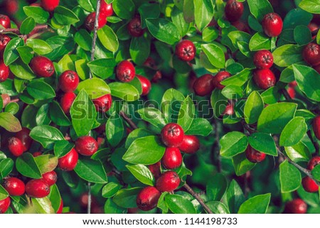 A Cotoneaster bush with lots of red ripe berries on branches, autumnal background. Close-up colorful autumn wild bushes with red berries and green leaves are under the sun. Filled frame picture. Sunny