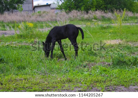 small black stallion eating grass in a meadow