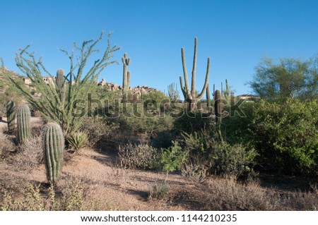 Desert cactus on Pinnacle Peak Mountain in Scottsdale in Arizona. 