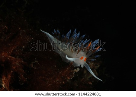 Stylish nudibranch (sea rabbit)